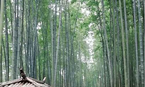 蜀南竹海风景区_蜀南竹海风景区介绍