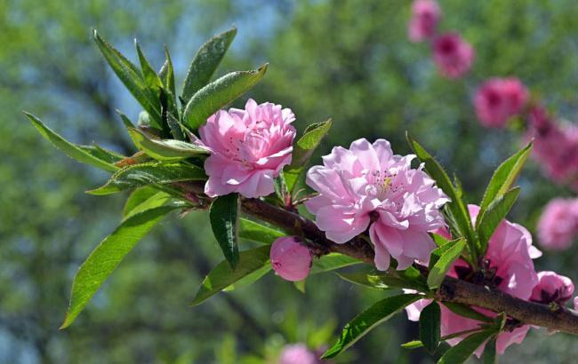 5月份北京天气情况_5月份北京天气记录